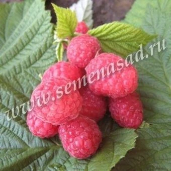 00038129_Малина ремонтантная Бабье лето (ПОИСК)