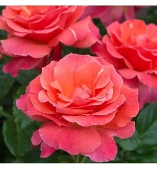 00043471_Роза Ай Эм Макмиллан флорибунда (Татарста