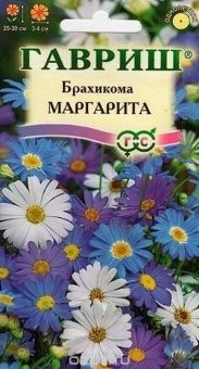 00007853_Брахикома Маргарита (Гавриш) 11000