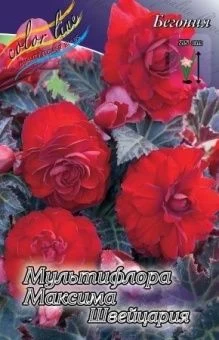 00036201_Бегония мультифлора Максима Швейцария 5шт