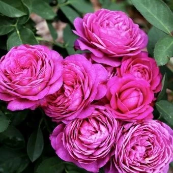 00037546_Роза Хайди Клум флорибунда (Татарстан Роз