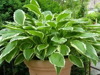 00033219_Хоста Форчуна Ауреомаргината (ПОИСК)