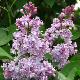 siren_obyknoven_pamyat_o_vavilove