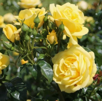 Снимок экрана 2024-12-16 112452