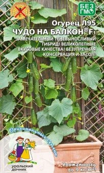 ogurec-chudo-na-balkon-f1