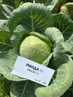 ЦБ-00023372_Капуста бк Ринда F1 10шт (Агрос) 1