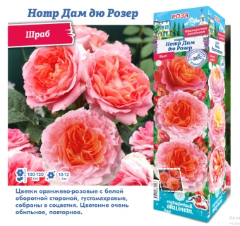 Снимок экрана 2025-10-09 153427