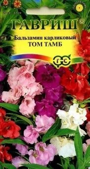 00009424_Бальзамин Том Тамб карликовый (Гавриш) 11