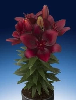 00035877_Лилия Тайни Комфорт АГ 7шт (КолорЛайн)