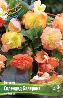 Begonia Splendide Ballerina