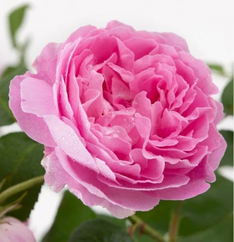 Снимок экрана 2025-10-10 103728