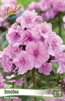 Phlox Zenobia
