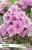 Phlox Zenobia