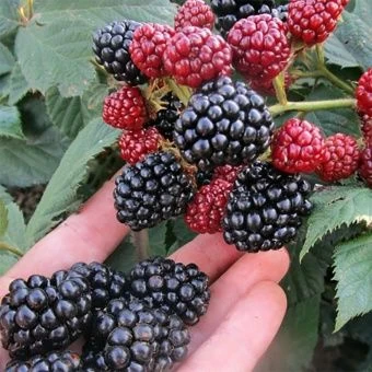 00038113_Ежевика Лох Несс (ПОИСК)