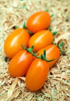 Томат Мила F1 5шт (Агрос) 3