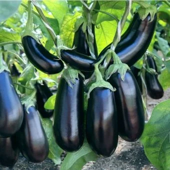 ЦБ-00023324_Баклажан Эпик F1 5шт (Агрос) 1