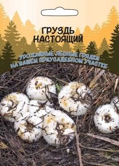 gruzd-nastoyaschiy