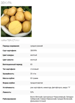 зекура