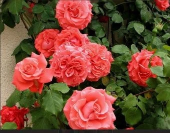 69dbe4c6fb96879b8be1ea2ef4c672a6