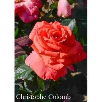 rose-cristifor-columbus-w800-h800