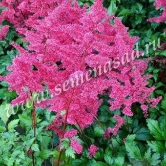 00028359_Астильба японская Везувий (ПОИСК)