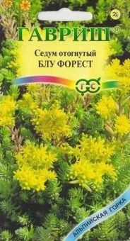 00010395_Седум Блу Форест (Гавриш) 1_1000