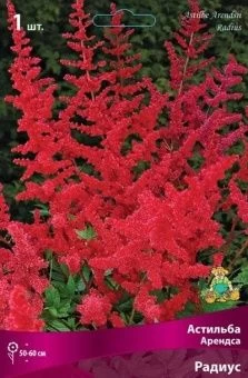 astilba radius 2020