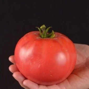 Томат Суперклуша 20шт (Сиб. сад)