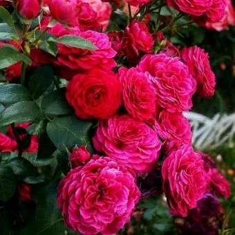 00037677_Роза Домейн де Ст флорибунда (Татарстан Р