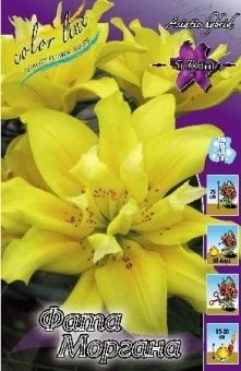 00035961_Лилия Фата Моргага АГ 5шт (КолорЛайн)