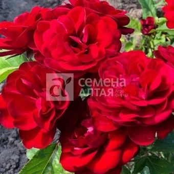 00043134_Роза Пандора патио (Барнаул)