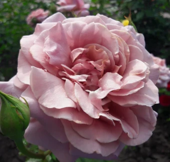 Снимок экрана 2025-10-14 112646