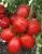 ЦБ-00023296_Томат Сибирские огни 0.08гр (Агрос) 1