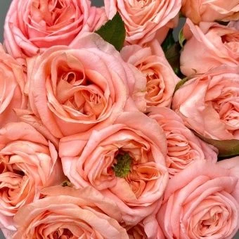 mp3zr61ipvf52vs5ecsb5t96m8i2xm9p