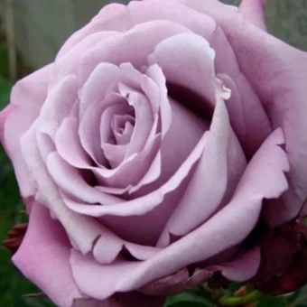 1649995256_61-vsegda-pomnim-com-p-rozi-sirenevie-sorta-foto-64