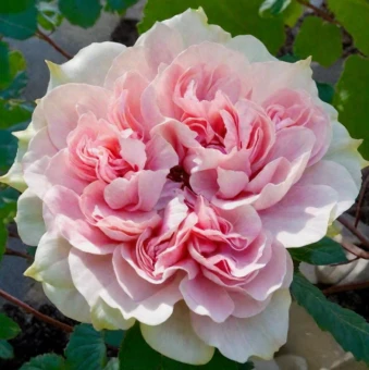 Снимок экрана 2025-10-22 113726