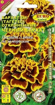 00033771_Бархатцы Черный бархат отклоненные (Аэлит