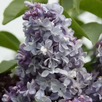 siren_obyknoven_nadezhda