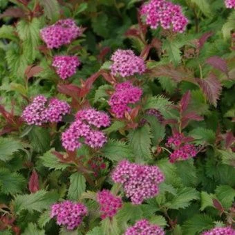 spirea_japan_crispa