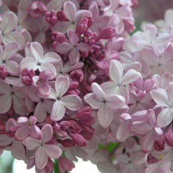 Сирень обыкновенная Аделина