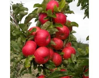 00025206_Яблоня колонновидная Баргузин (ПОИСК)