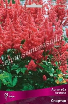 00037837_Астильба Арендса Спартан (ПОИСК)