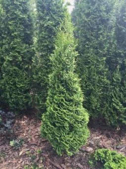 Thuja occidentalis Hurricane