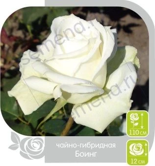 00016307_Роза Боинг чайно-гибридная в коробке (Бар