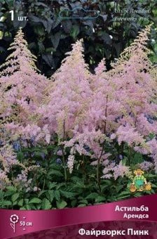 astilba_arendsa_fireworks_pink_kaper