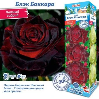 iae8ofzk2c8h6yzezcd1wievztjglia1