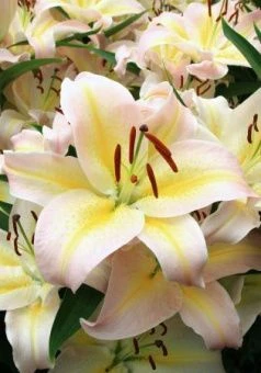 00036063_Лилия Фокус Покус ВГ 7шт (КолорЛайн)