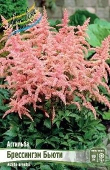 Astilbe Bressingham Beauty