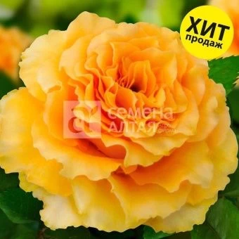 00043057_Роза Дива чайно-гибридная (Барнаул)