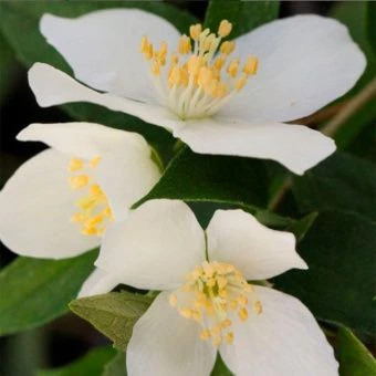 CHubushnik-Lemuana-Erektus